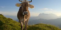 Kuh-auf-der-Eggenalm-©Eisele-Hein